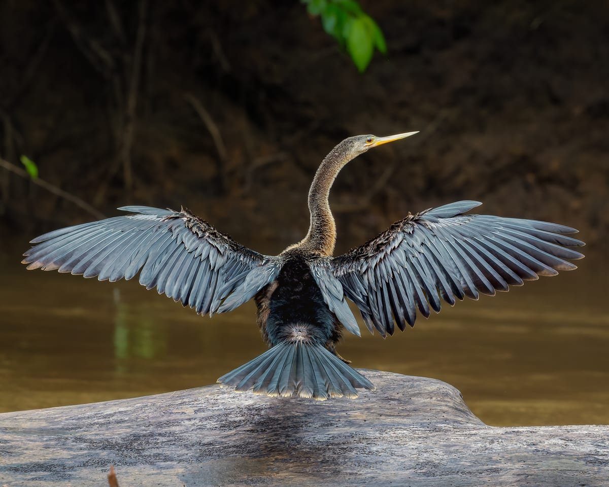 Anhinga, photographed at Caño Negro, Costa Rica