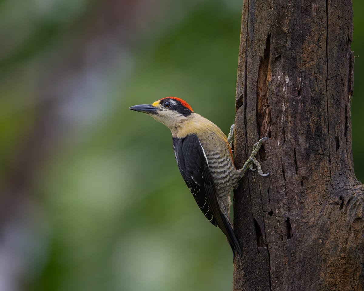 Black-cheeked Woodpecker, photographed at Boca Tapada, Costa Rica