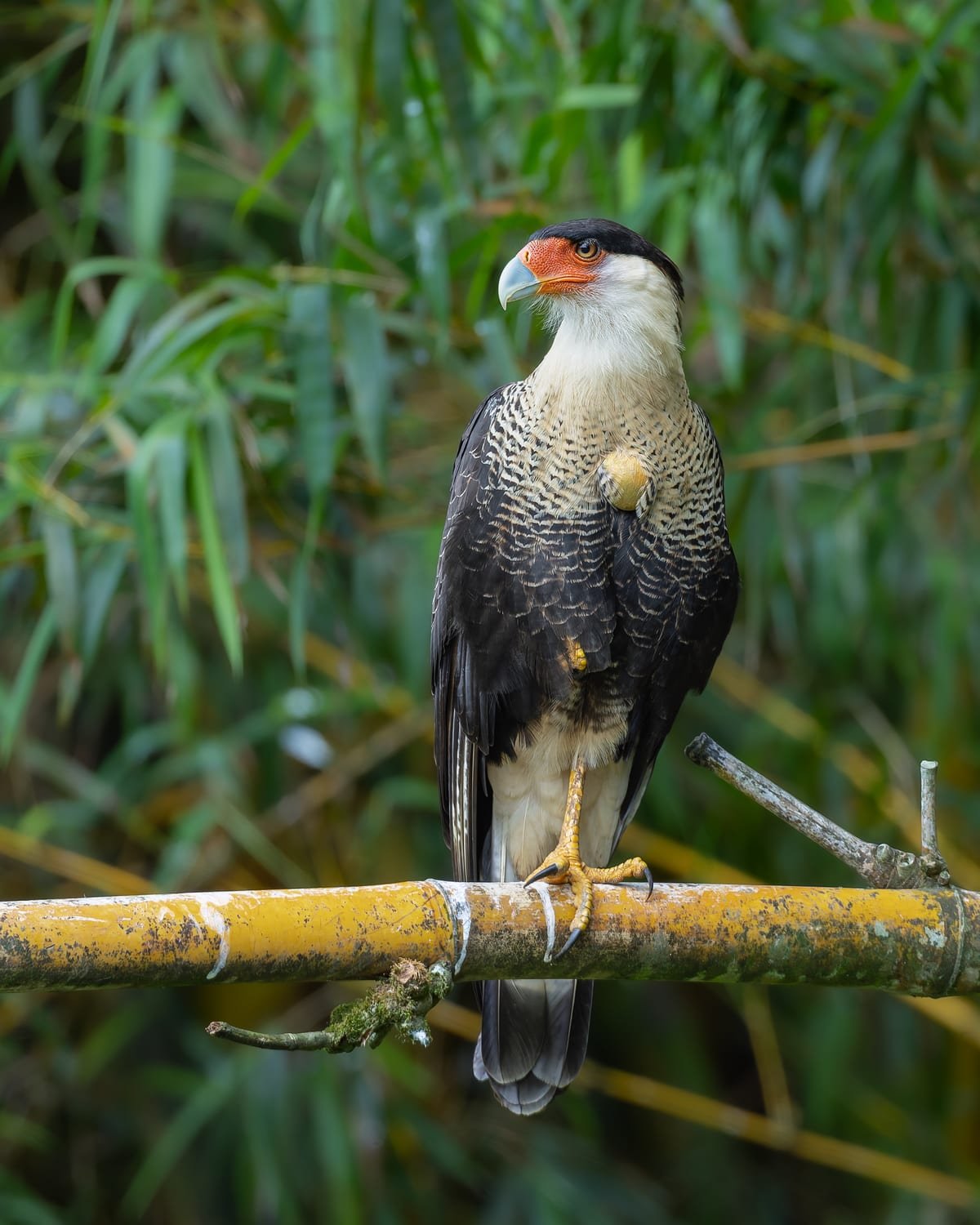 Crested Caracara, photographed at Turrialba, Costa Rica