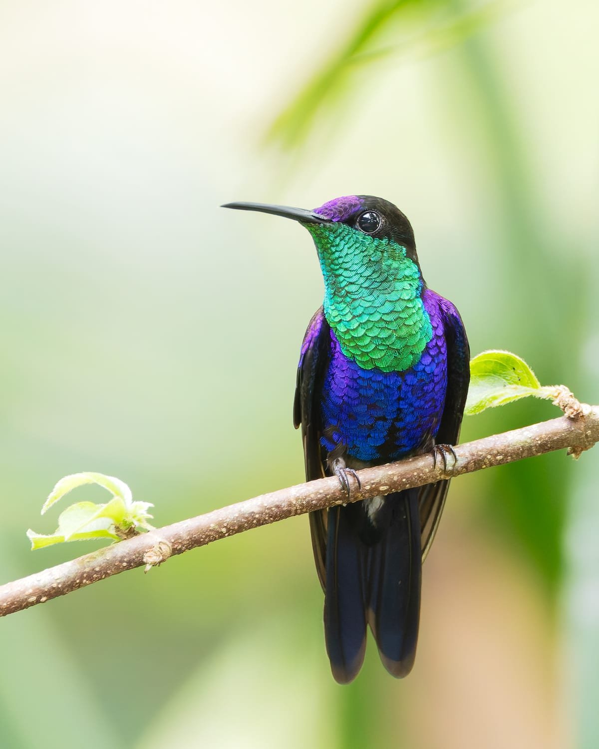 Crowned Woodnymph, photographed at Boca Tapada, Costa Rica