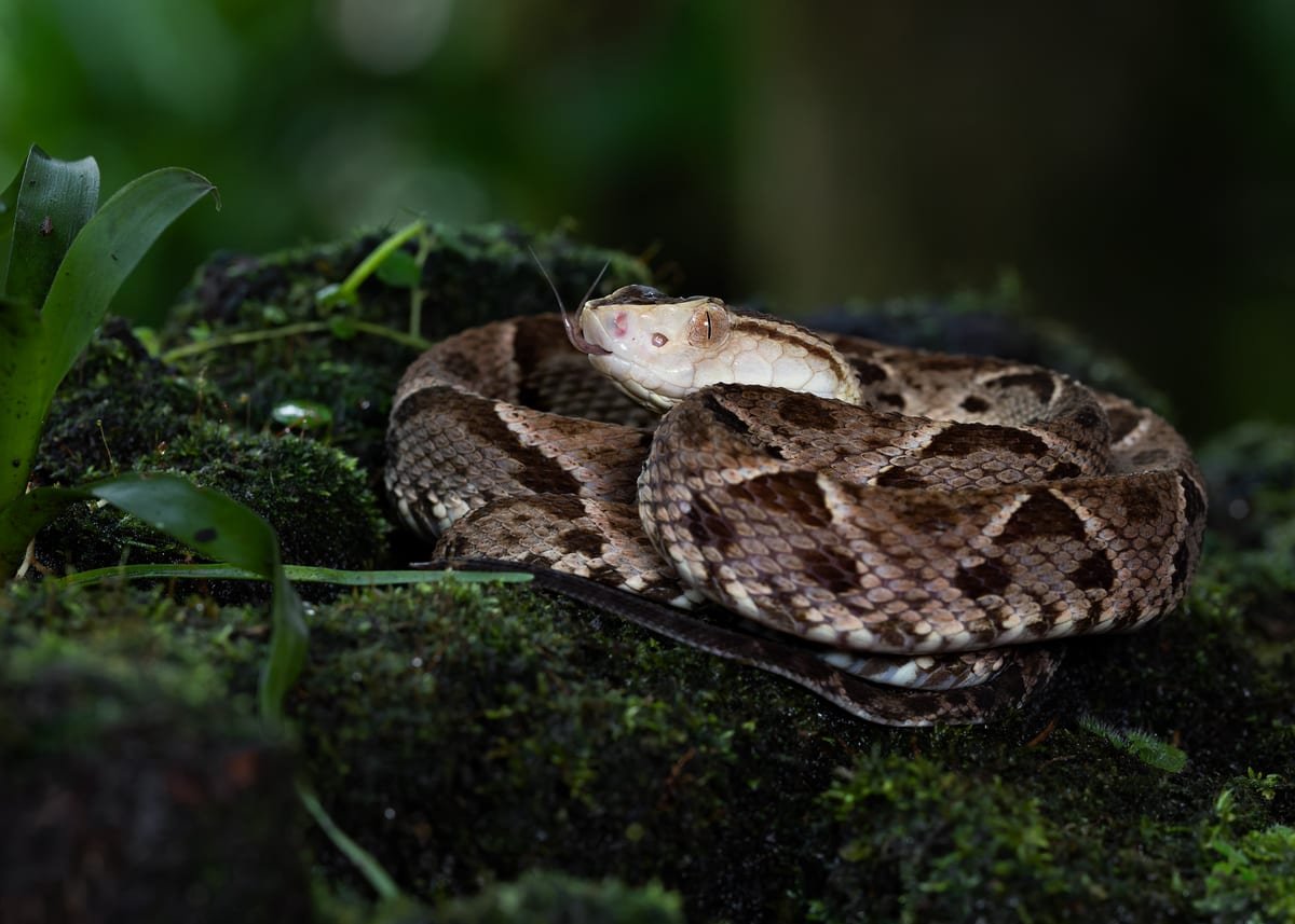 Fer-de-lance, photographed at Boca Tapada, Costa Rica