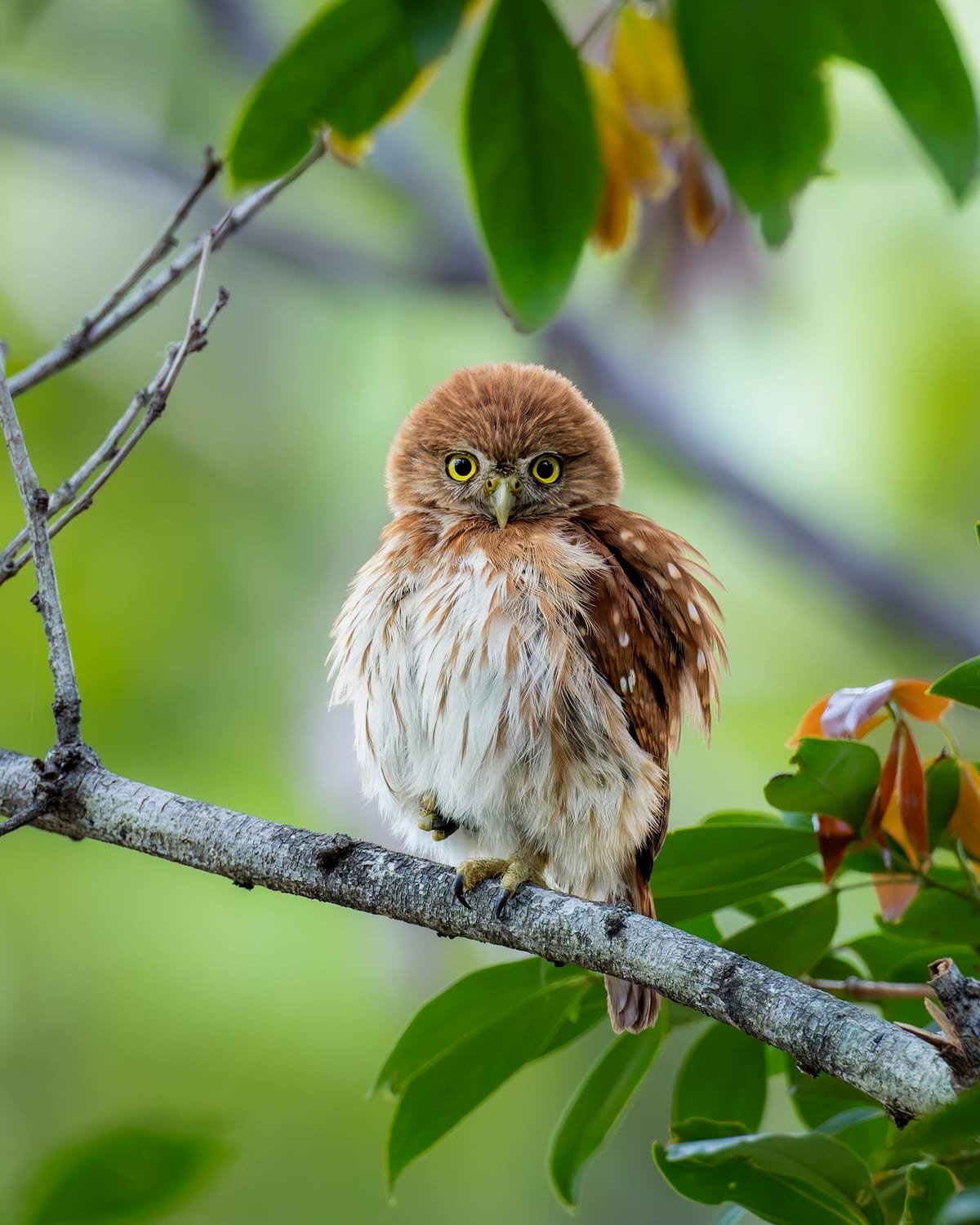 Ferruginous Pygmy-Owl, photographed at San José, Costa Rica