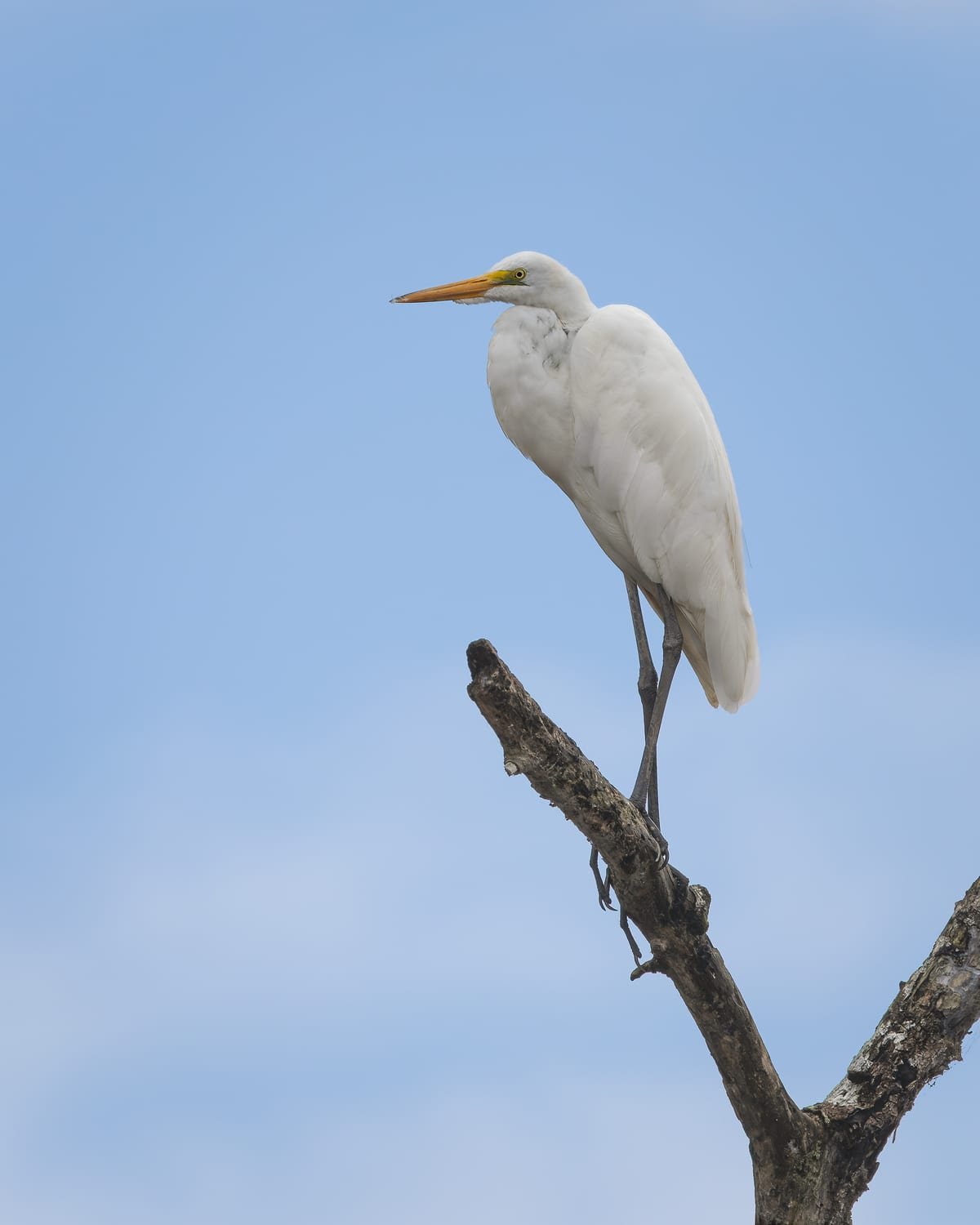 Great Egret, photographed at Caño Negro, Costa Rica