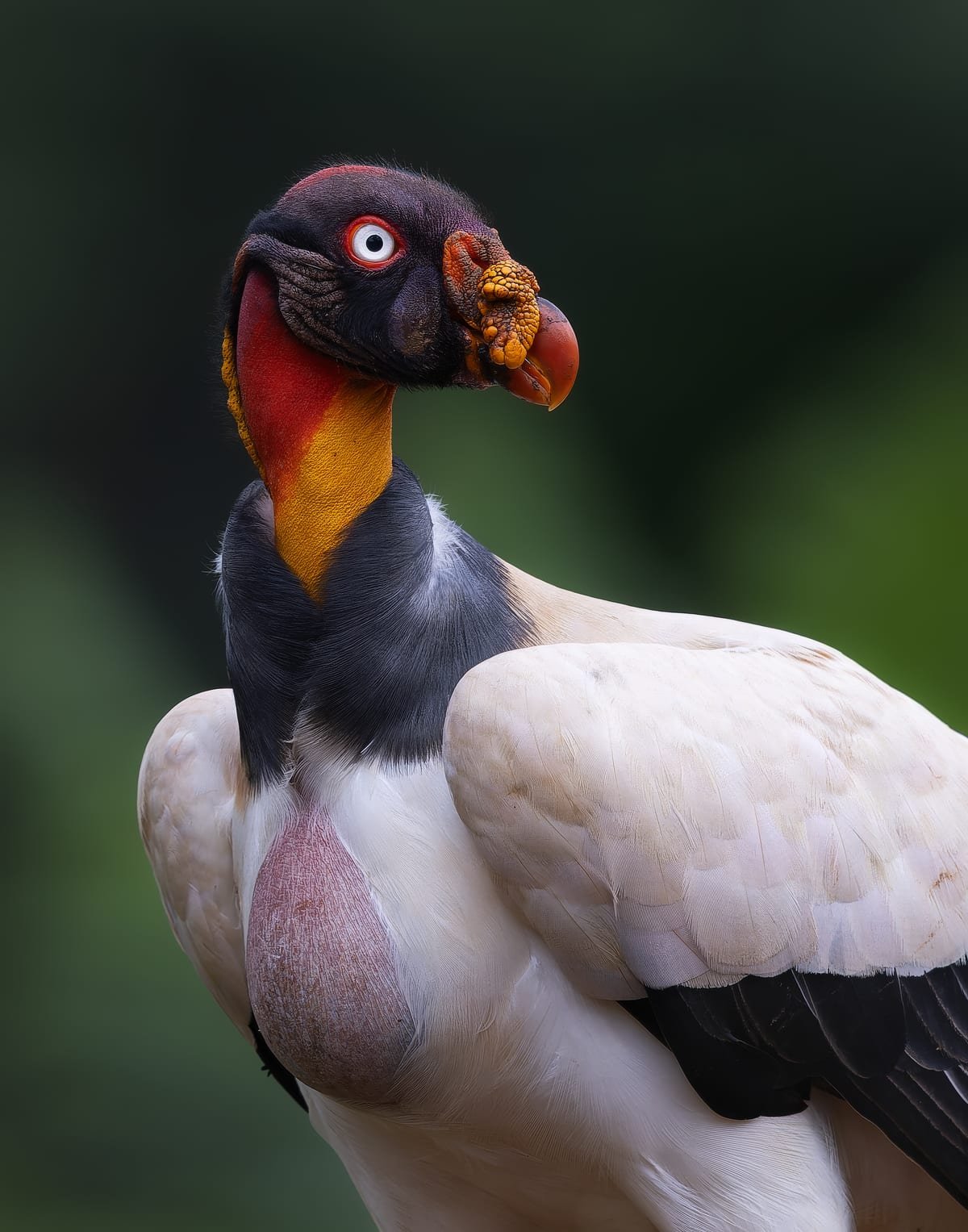 King Vulture, photographed at Boca Tapada, Costa Rica