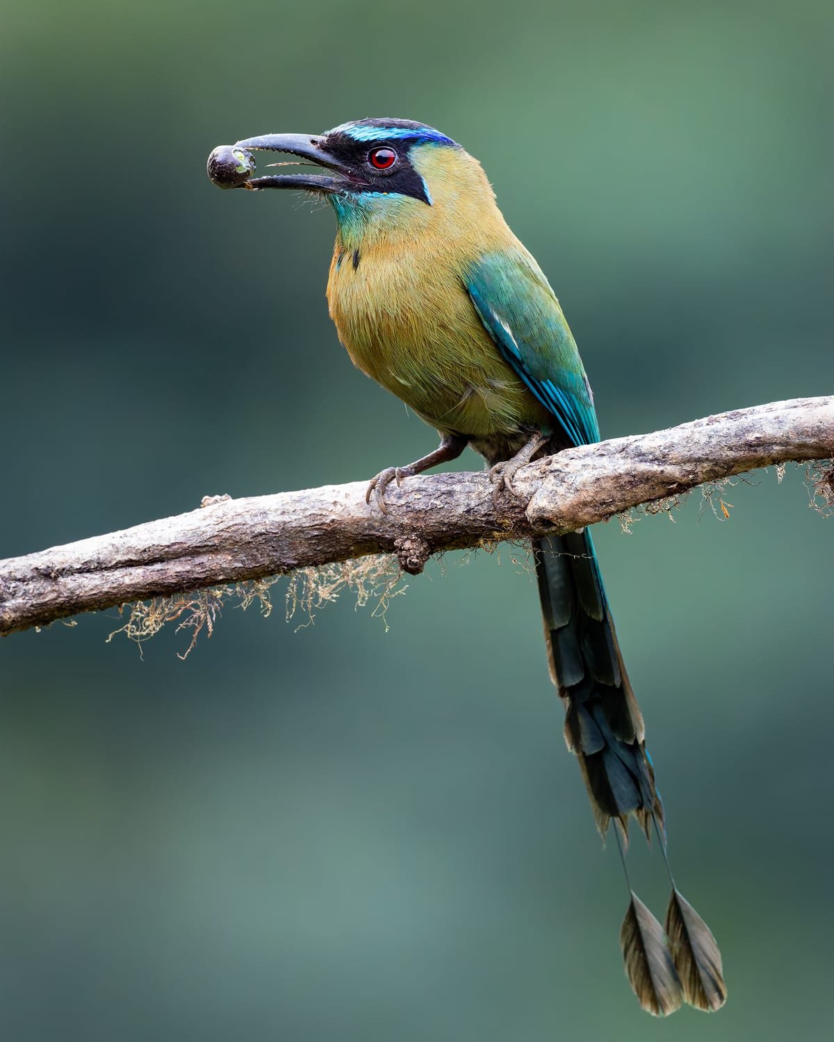 Lesson's Motmot, photographed at San Ramón, Costa Rica