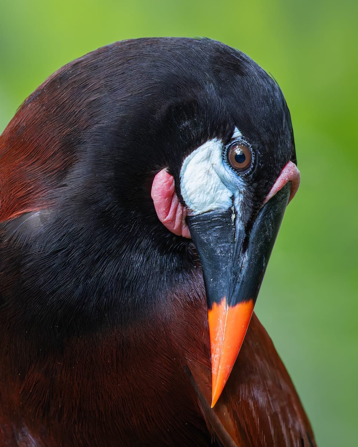 Montezuma Oropendola, photographed at Boca Tapada, Costa Rica