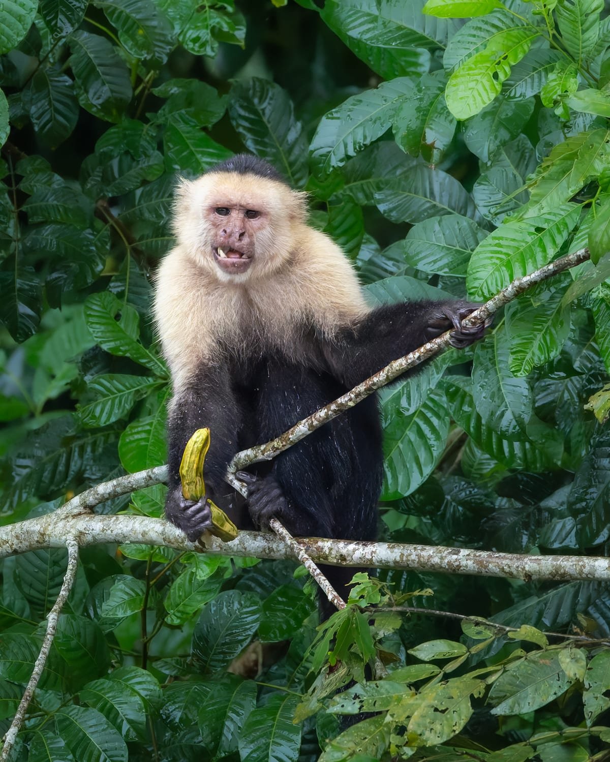 Panamanian White-faced Capuchin, photographed at Caño Negro, Costa Rica