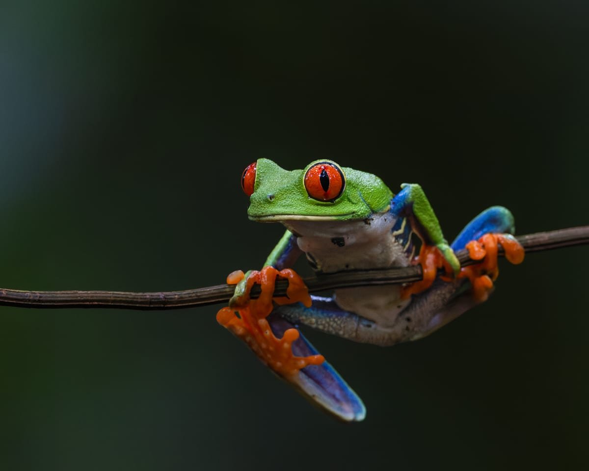 Red-eyed Tree Frog, photographed at Sarapiquí, Costa Rica