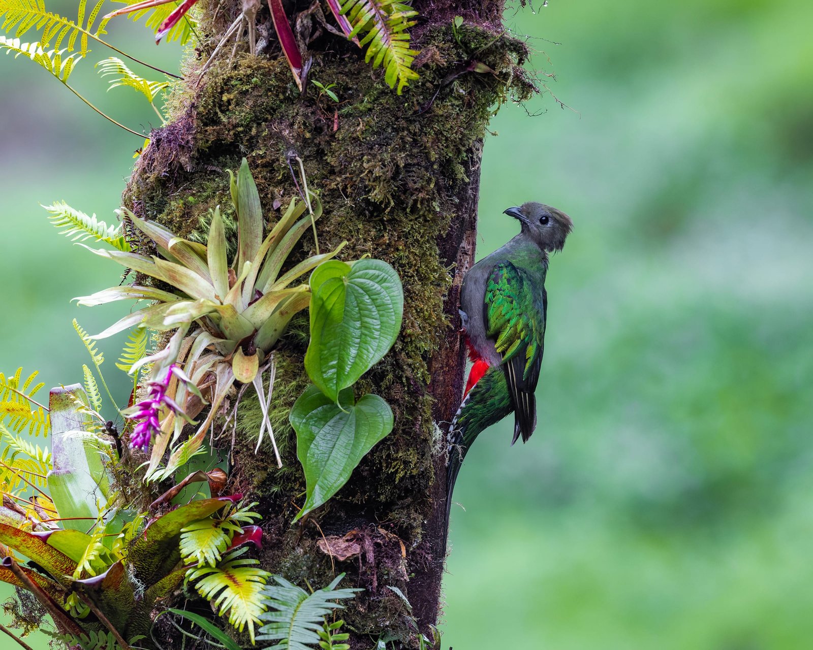 Resplendent Quetzal, photographed at San Gerardo de Dota, Costa Rica