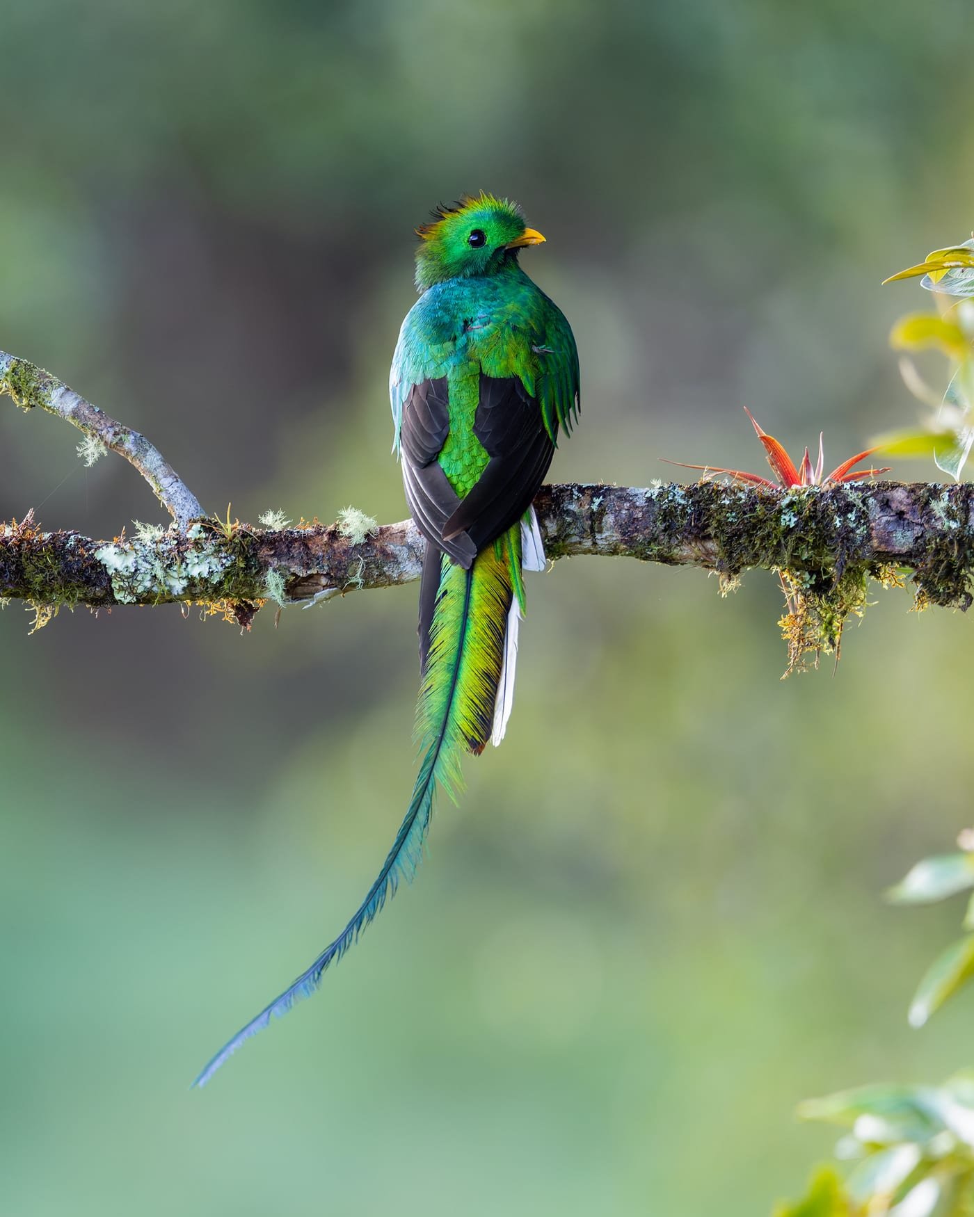 Resplendent Quetzal, photographed at San Gerardo de Dota, Costa Rica