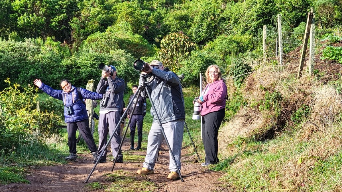 Day two, and there he is. The male quetzal finally shows, and the whole track knows it