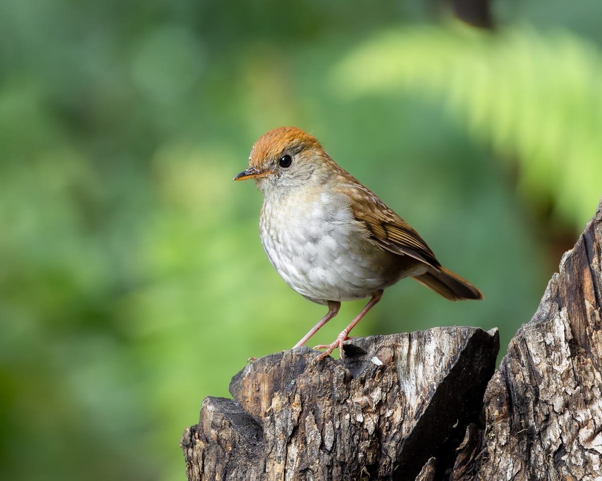 Ruddy-capped Nightingale-Thrush, photographed at San Gerardo de Dota, Costa Rica