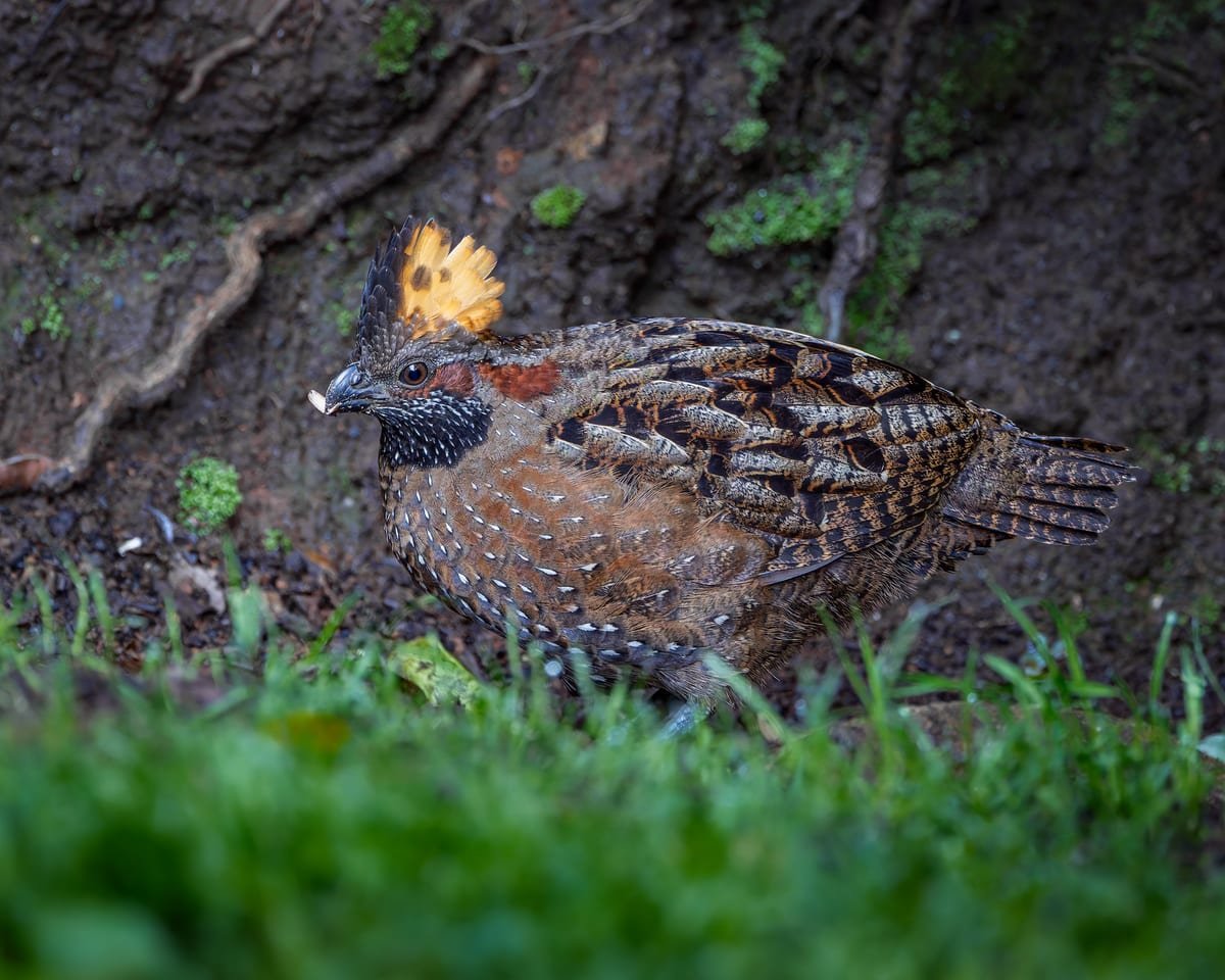 Spotted Wood-Quail, photographed at San Gerardo de Dota, Costa Rica