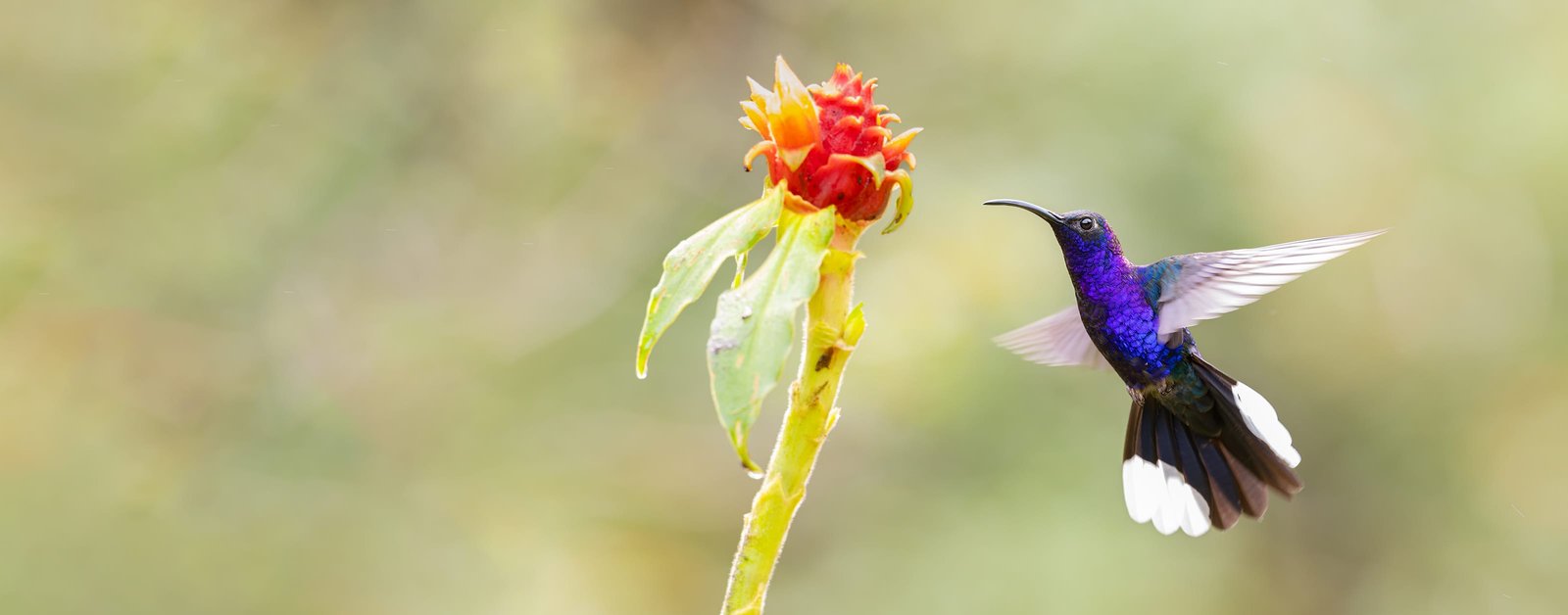 A Violet Sabrewing hummingbird hovering at a red ginger bloom, wings spread and tail fanned
